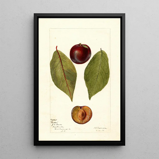 Deborah Griscom Passmore - Prunus domestica Pander.webp