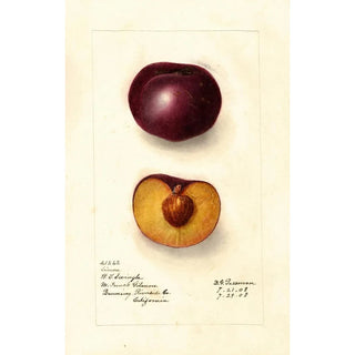 Deborah Griscom Passmore - Prunus domestica Simon.webp