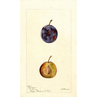 Deborah Griscom Passmore - Prunus domestica White Queen.webp