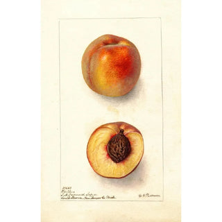 Deborah Griscom Passmore - Prunus persica Worthen.webp