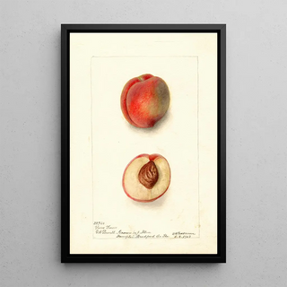 Deborah Griscom Passmore - Prunus persica Yum Yum.webp