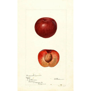 Deborah Griscom Passmore - Prunus simonii.webp