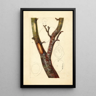 Deborah Griscom Passmore - Pyrus communis Howell.webp