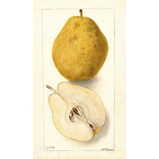 Pyrus communis Kieffer - Deborah Griscom Passmore — Ansicht des Kunstwerks