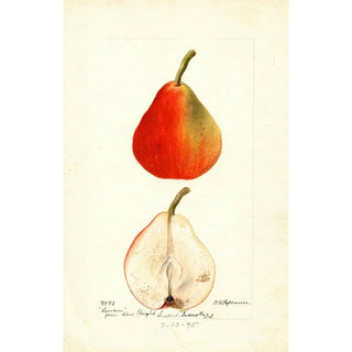 Deborah Griscom Passmore - Pyrus communis Lawson.webp