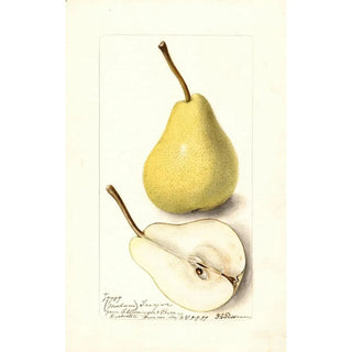 Deborah Griscom Passmore - Pyrus communis Madam Treyve.webp