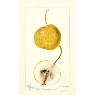 Deborah Griscom Passmore - Pyrus communis Mikado.webp