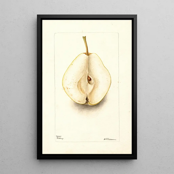 Pyrus communis Rossney - Deborah Griscom Passmore — gerahmtes Bild an der Wand