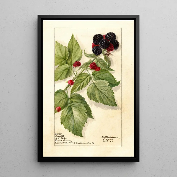 Reproduktion des Gemäldes Rubus Conrath - Deborah Griscom Passmore