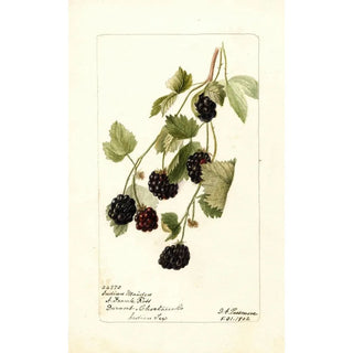 Deborah Griscom Passmore - Rubus Indian Maiden.webp