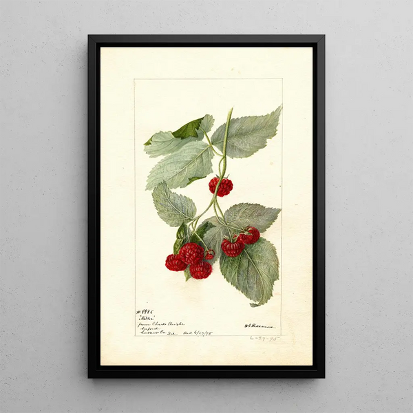 Riproduzione del dipinto Rubus Miller - Deborah Griscom Passmore