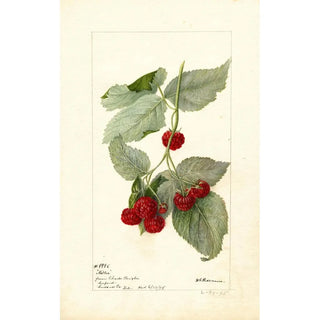 Deborah Griscom Passmore - Rubus Miller.webp