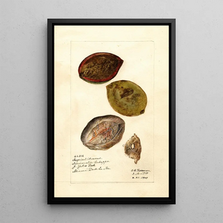 Deborah Griscom Passmore - Terminalia catappa.webp