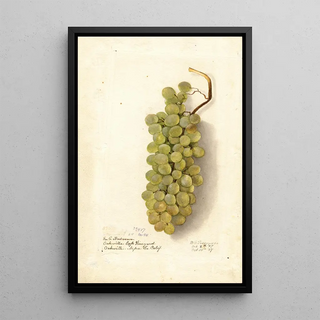 Deborah Griscom Passmore - Vitis.webp