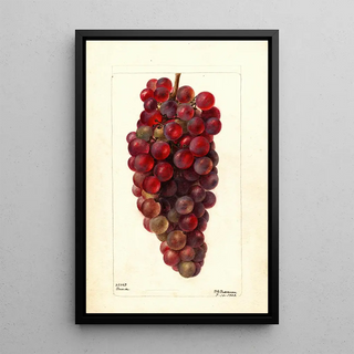 Deborah Griscom Passmore - Vitis Bauch.webp