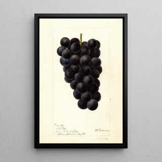 Deborah Griscom Passmore - Vitis McPike.webp