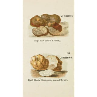 Delachaux Niestle - Petit atlas des champignons Pl1.webp