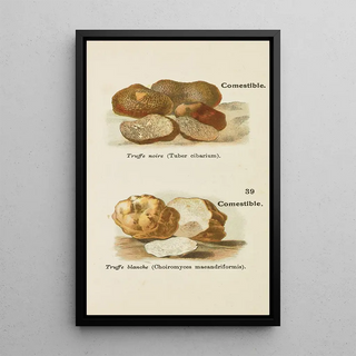 Delachaux Niestle - Petit atlas des champignons Pl1.webp