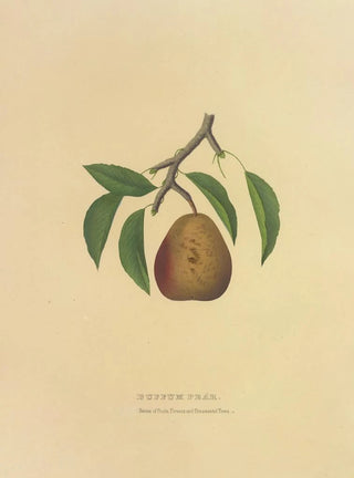 Dellon Marcus Dewey - Buffum Pear.webp