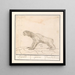 Drievingerige luiaard Bradypus Luijaerd ignavus lunau lai le paresseux - Anselmus Botius de Boodt — gerahmtes Bild an der Wand