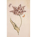 A purple and white tulip with two moths - Dutch School — artwork view