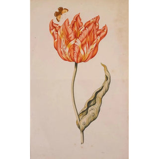 Dutch School - An Orange And Yellow Tulip With A Butterfly.webp