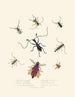 Un résumé de l'histoire naturelle des insectes de Nouvelle-Hollande Nouvelle-Zélande Pl04 - Edward Donovan — vista dell’opera