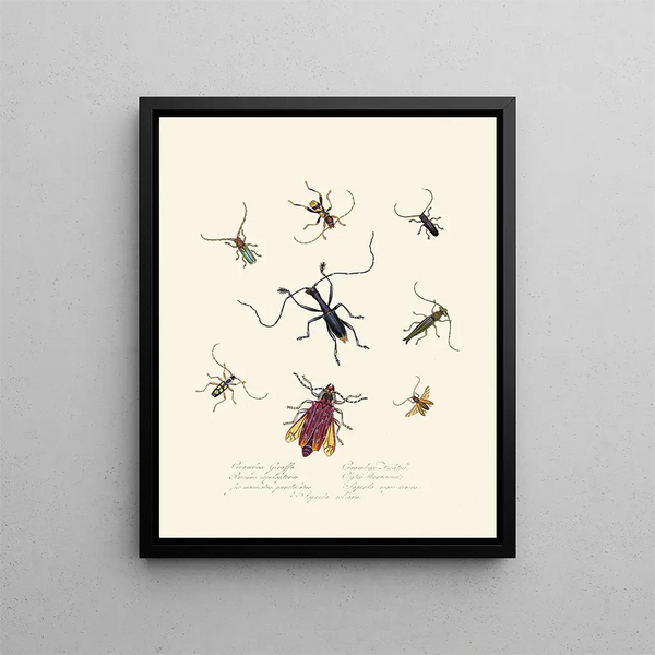 Edward Donovan - An epitome of the natural history of the insects of New Holland New Zealand Pl04.webp