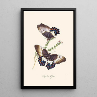 Edward Donovan - An epitome of the natural history of the insects of New Holland New Zealand Pl13.webp