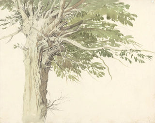 Edward Duncan - Study of a Pollarded Tree  a Willow.webp