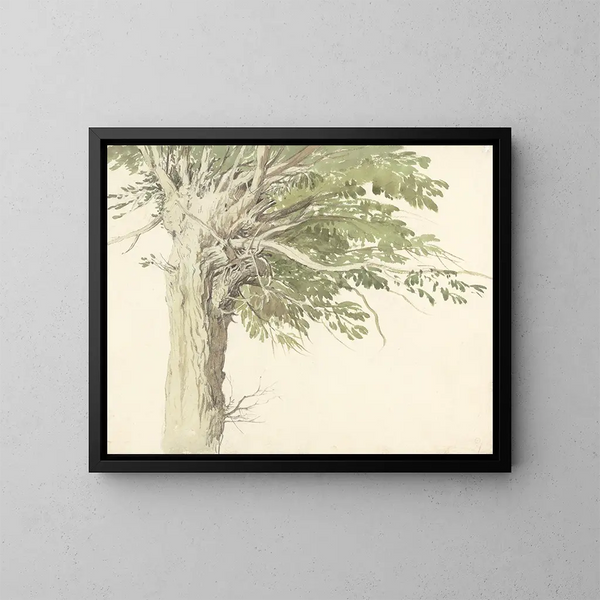 Studie eines Schwanenbaums, einer Weide - Edward Duncan — gerahmtes Bild an der Wand