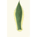 Agave americana - Edward Joseph Lowe — artwork view