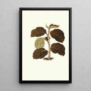 Edward Joseph Lowe - Anoectochilus Setaceus.webp