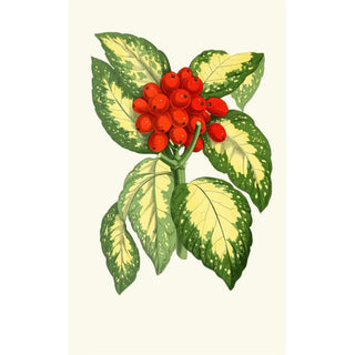 Edward Joseph Lowe - Aucuba Japonica.webp