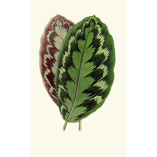Edward Joseph Lowe - Calathea Veitchiana.webp