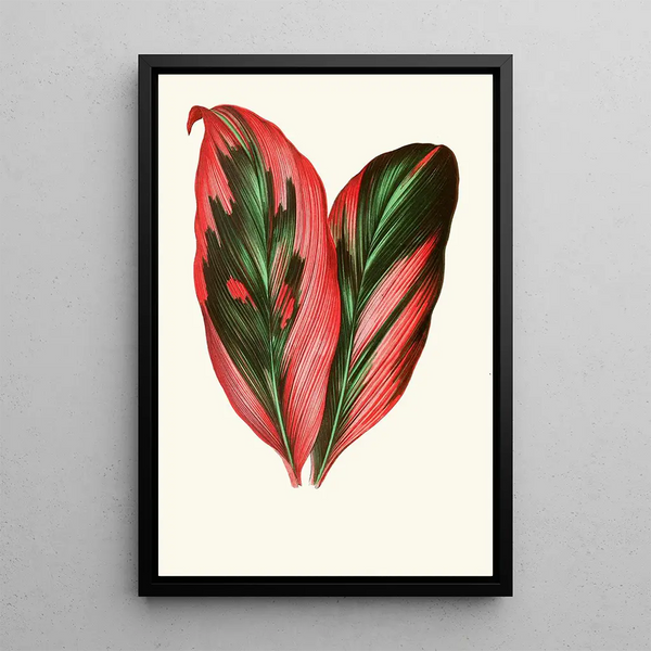 Dracaena Terminalis - Edward Joseph Lowe — gerahmtes Bild an der Wand