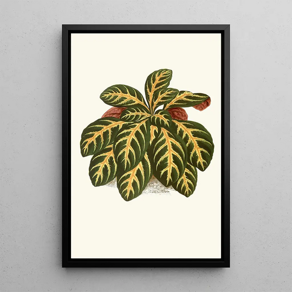 Eranthemum Igneum - Edward Joseph Lowe — gerahmtes Bild an der Wand
