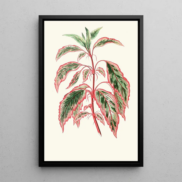 Reproduktion des Gemäldes Hibiscus Cooperi - Edward Joseph Lowe