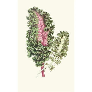 Edward Joseph Lowe - Lesplantesfeuill02lowe.webp