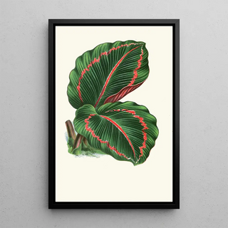 Edward Joseph Lowe - Maranta RoseoPicta.webp