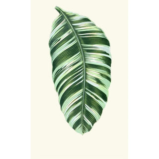 Edward Joseph Lowe - Musa Vittata.webp