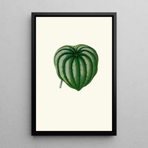 Peperomia Argyrea - Edward Joseph Lowe — gerahmtes Bild an der Wand