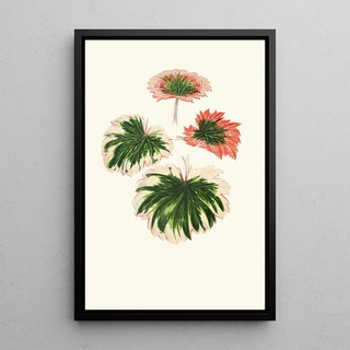 Edward Joseph Lowe - Saxifraga Fortunei.webp