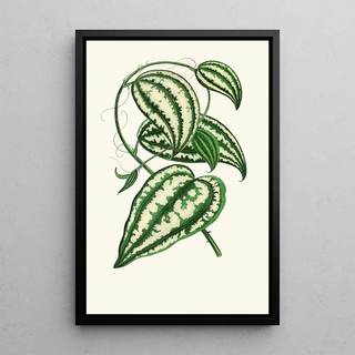 Edward Joseph Lowe - Smilax Macrophylla.webp