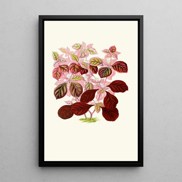 Telanthera Ficoidea - Edward Joseph Lowe — gerahmtes Bild an der Wand