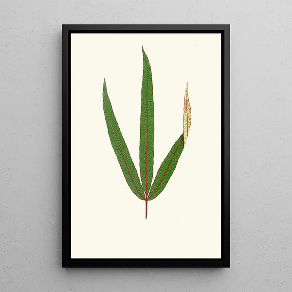 Terminalia Elegans - Edward Joseph Lowe — gerahmtes Bild an der Wand
