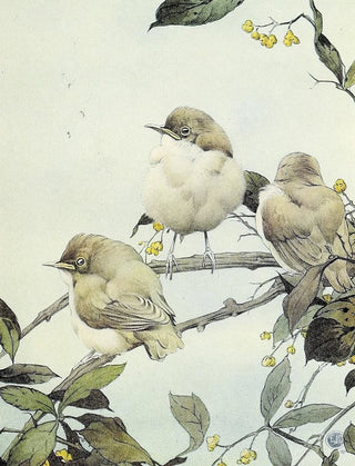 Edward Julius Detmold - The Willow Warbler.webp