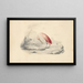 Ein Flamingo - Edward Lear — gerahmtes Bild an der Wand