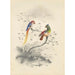 Riproduzione del dipinto Una coppia di pappagalli - Edward Lear