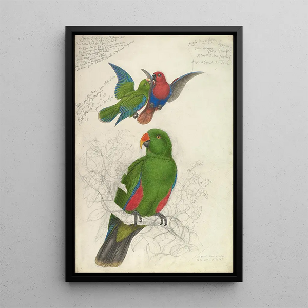 Riproduzione del dipinto Eclectus Roratus Polychloros - Edward Lear